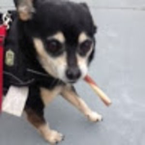 Meet your Posher, Ida